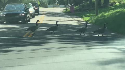 Abbey Road With Ducks