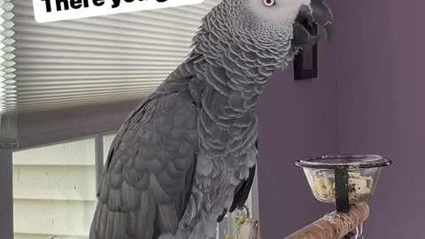 parrot chats with Alexa want water? here you go! 😂