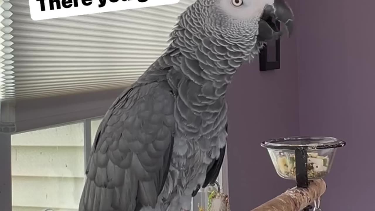 parrot chats with Alexa want water? here you go! 😂