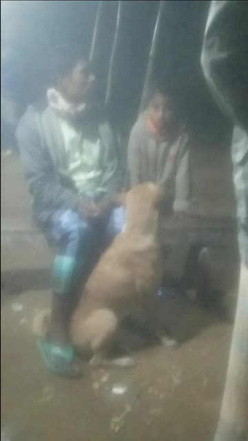 See the dog sitting on the street