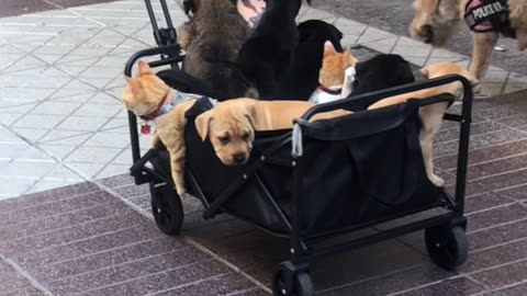 Puppies and Cats on a City Stroll