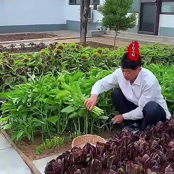 Why Chinese farming is so Advanced #farming #shorts #plants