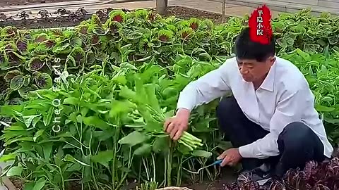 Why Chinese farming is so Advanced #farming #shorts #plants