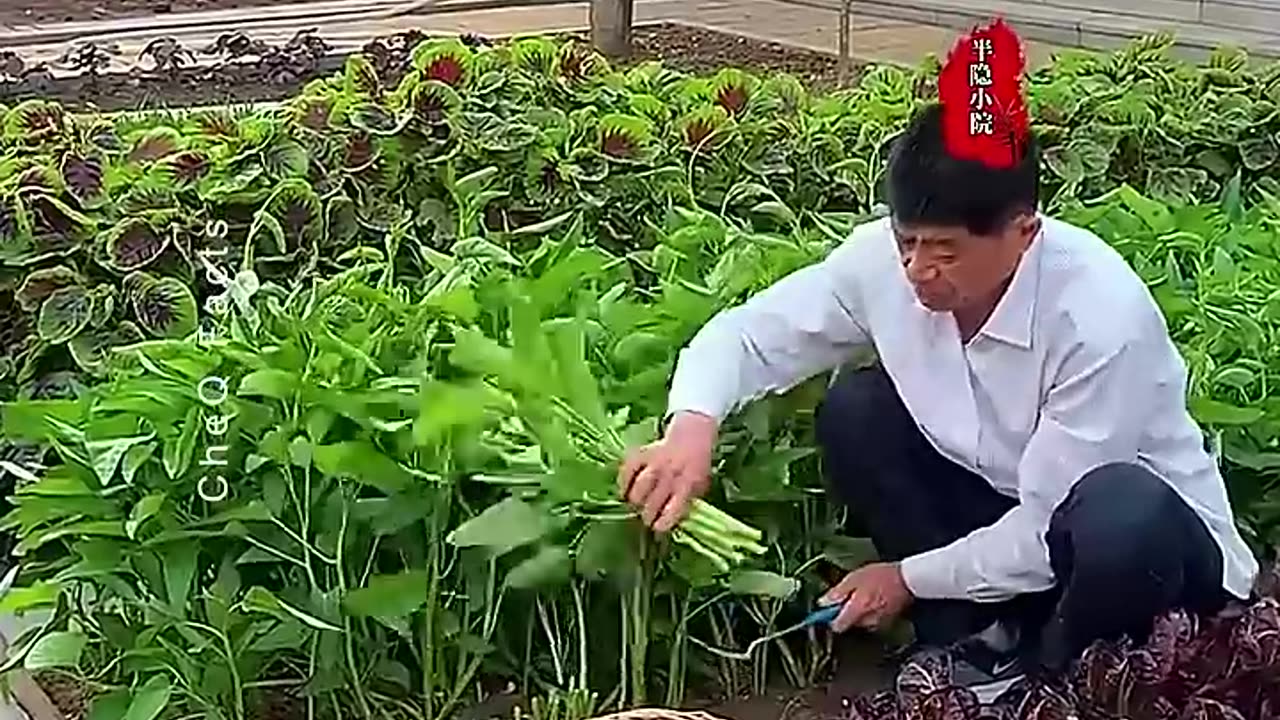 Why Chinese farming is so Advanced #farming #shorts #plants