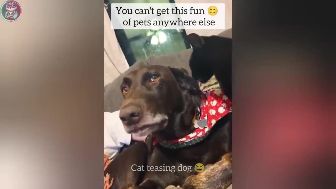 funny cat and dog video