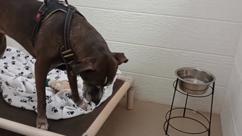 Astrid 8y A841285@TRN, fostered by family with busy kids so he needs a lot of attention2025817238