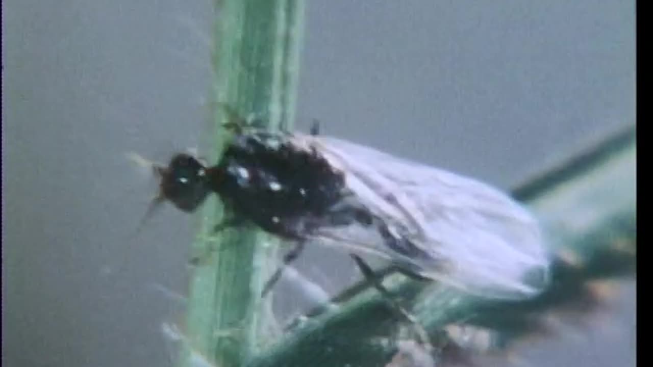 Deadly Ants