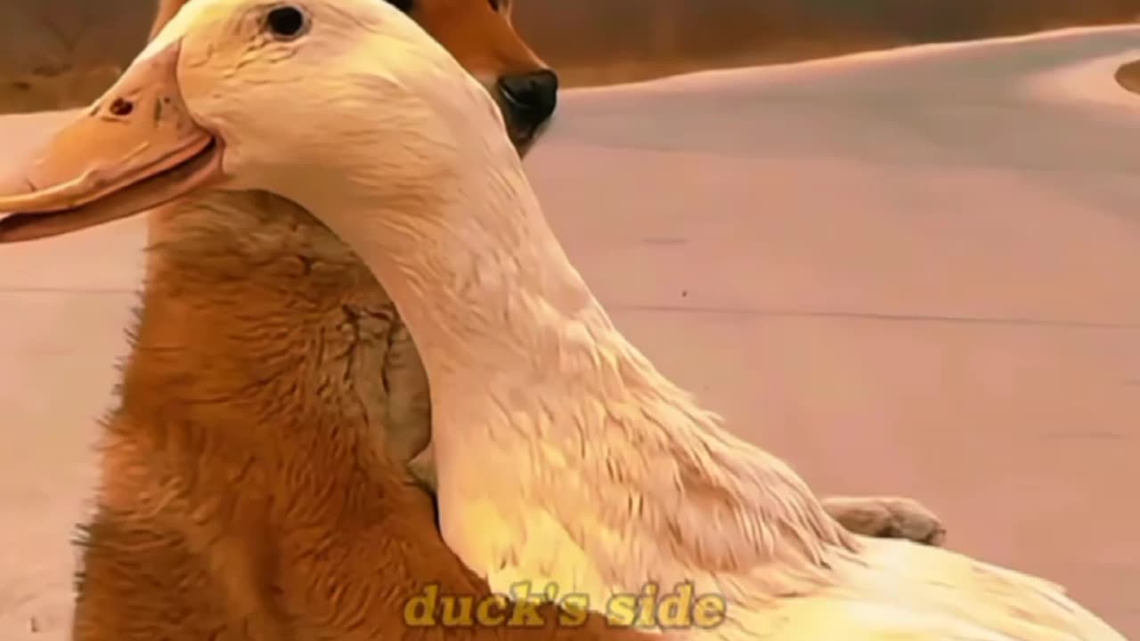 this is so sweet animal have feeling to