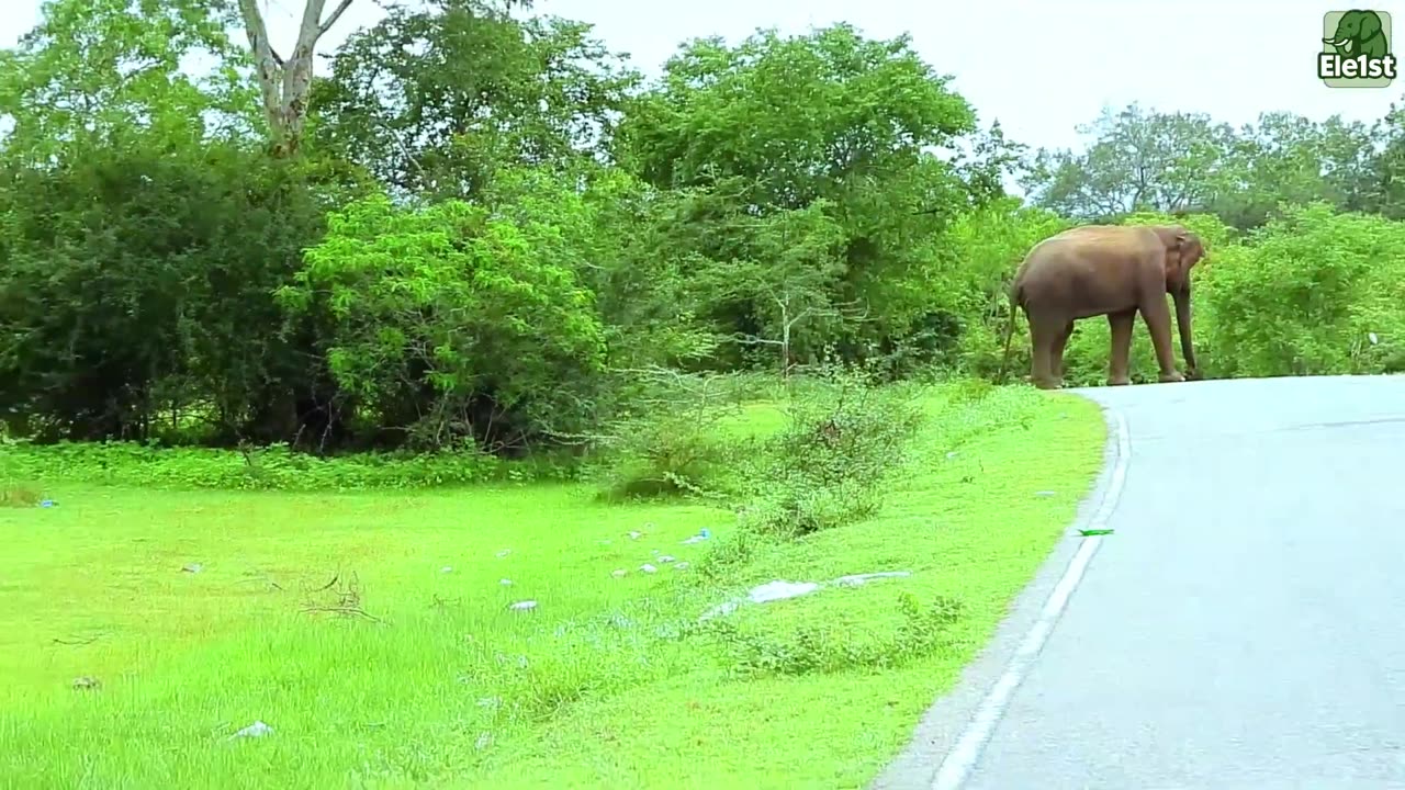 WILD LIFE