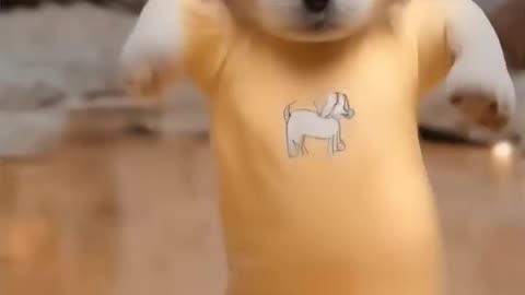 Funny puppy