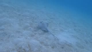 Scuba diving Great Barrier Reef off Cairns. Part 1
