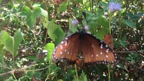 Butterfly double Shadow 🦋