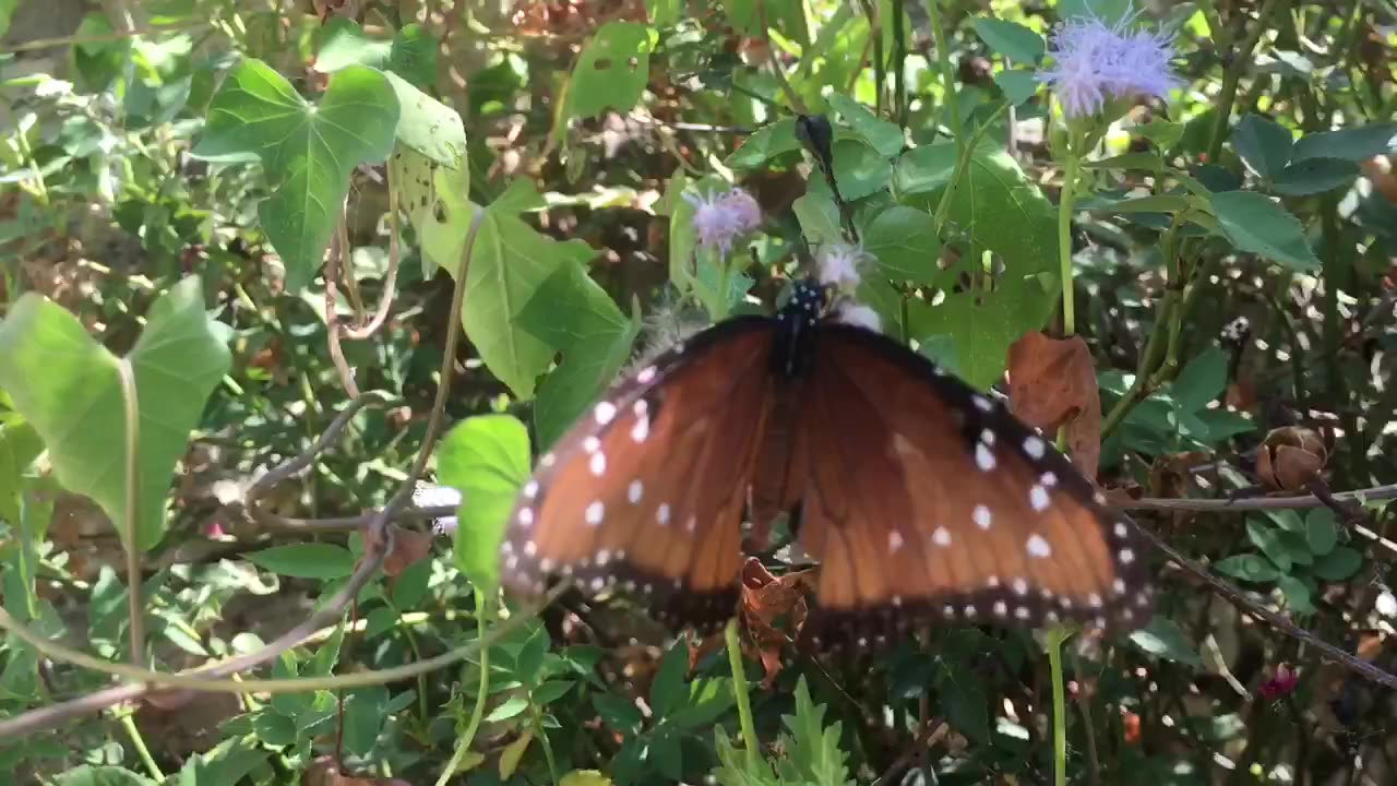 Butterfly double Shadow 🦋