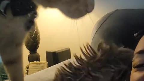 Typical morning with a Maine Coon