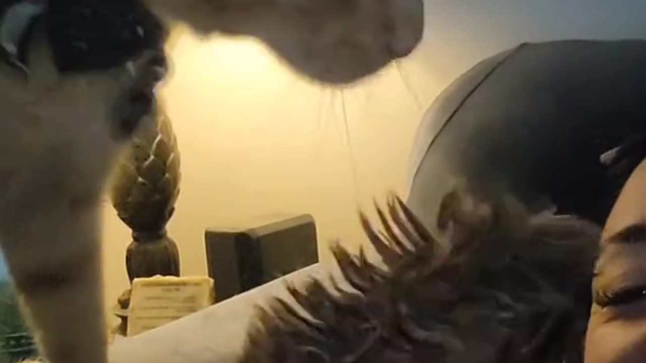 Typical morning with a Maine Coon