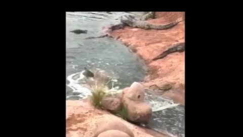 Animals Funny Compilation