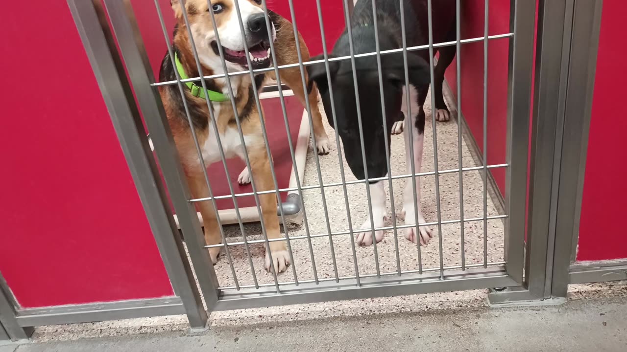 Cuteness-outside 1y A833931 Enos@gate 1y A873195 kennel 65 pod 3 PACC shelter Enos barks20250709_330