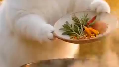 Cute Cat Funny Duck Story