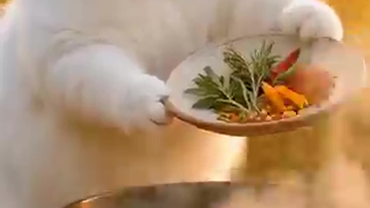 Cute Cat Funny Duck Story