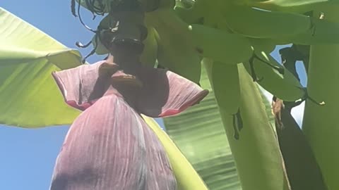 O.rganically grown ICE Cream Bananas being grown in NE Florida
