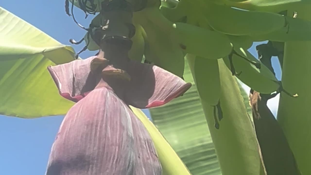 O.rganically grown ICE Cream Bananas being grown in NE Florida