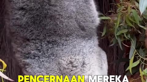 Cute and Surprising Facts About Koalas – Australia’s Sleepy Icon