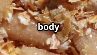 🧬🔍 DNA from a Maggot’s Gut Solving Crimes with Forensic Entomology! 🪱🕵️‍♂️