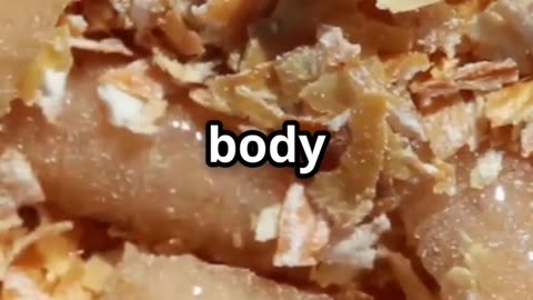 🧬🔍 DNA from a Maggot’s Gut Solving Crimes with Forensic Entomology! 🪱🕵️‍♂️