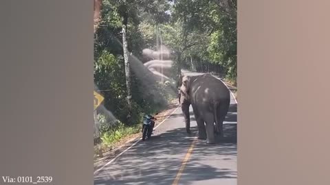 Funny ANIMALS videos You Laugh You Lose