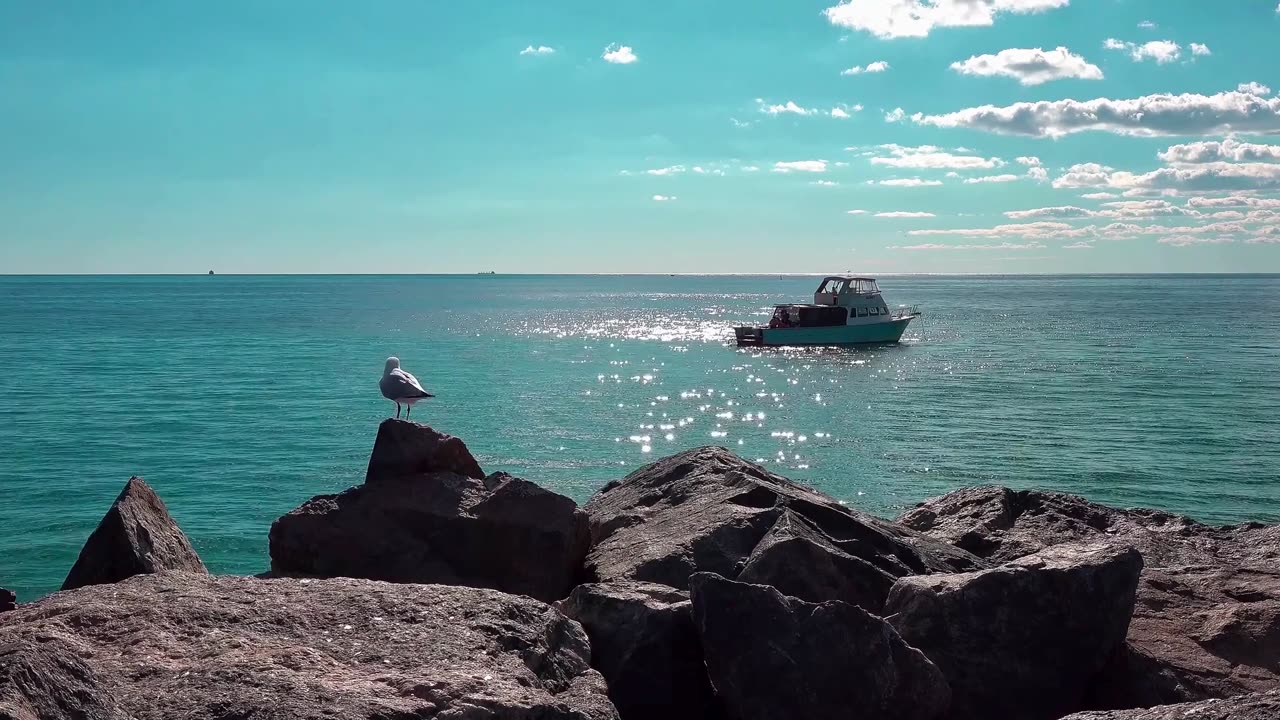 🌊 Seagulls Crying Over the Ocean | Coastal Ambience for Relaxation, Sleep & Meditation 🐦✨