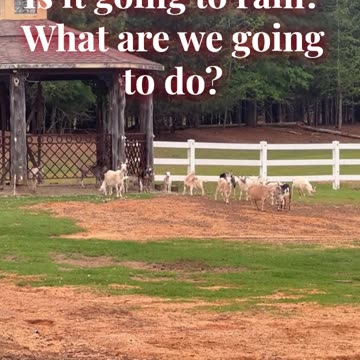 Is it going to rain? What are we going to do?