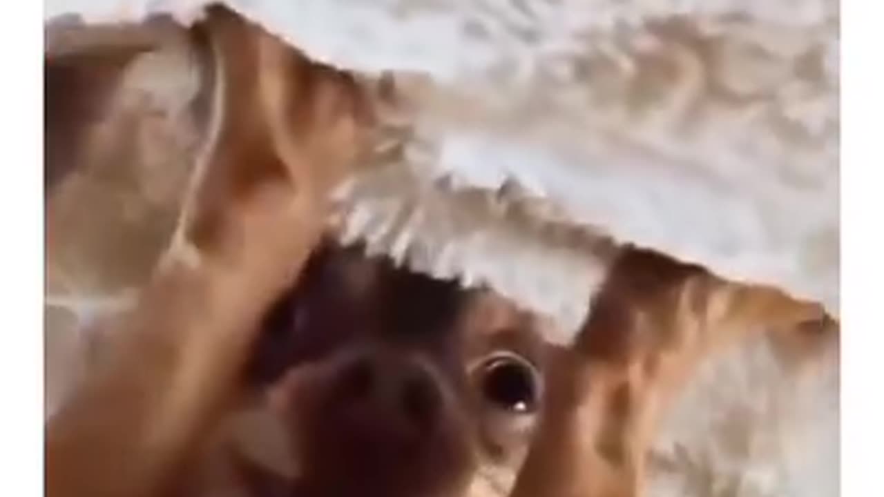 Cute one