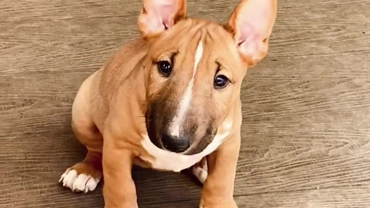 beautiful little puppy