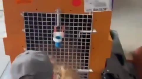 Owner cries after finding his dog not breathing due to an airline mistake