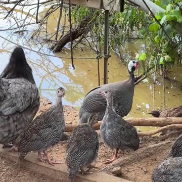 Baby Guineas Have Taken Over!!!
