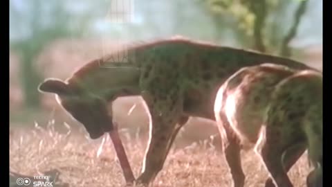 Hyena FEAST Caught on Camera 😱 | You Won’t Believe What’s Left Behind