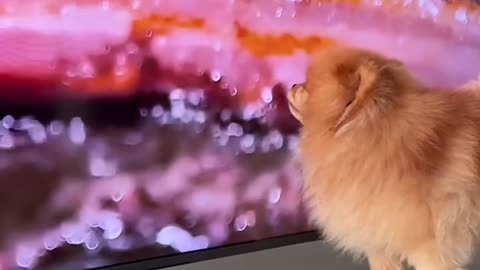 Dog Tries to Eat Grilled Meat From the TV 😂 / Câinele linge ecranul la friptură