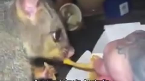 Just a Normal Day in Australia 🎄 #rumbletakeover #gaming