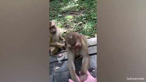 The funniest monkeys video