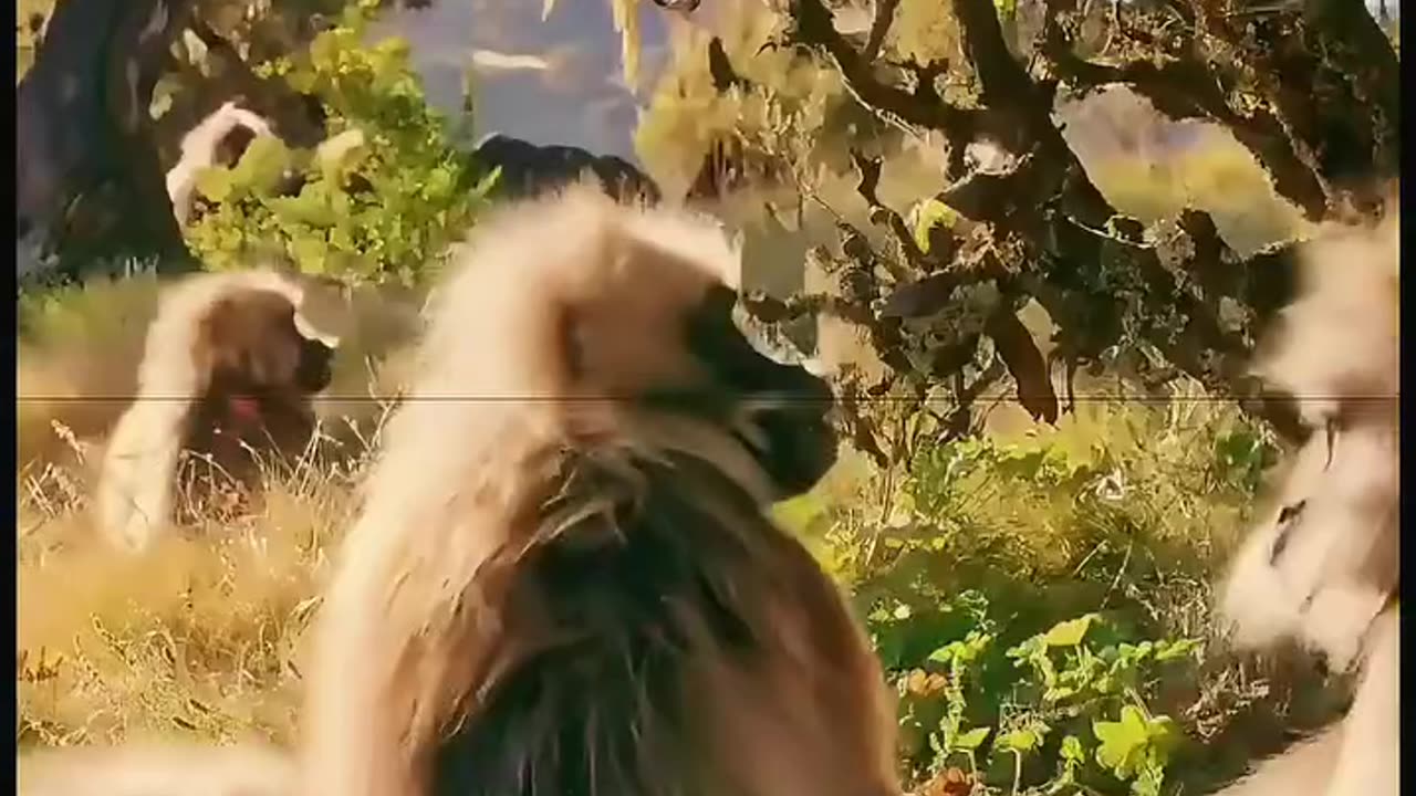 👑 Hojisphere Presents: King of the Jungle! 🐒🔥