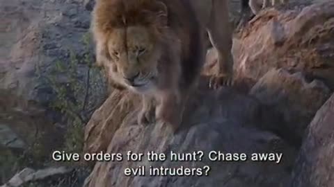 The lion king 1
