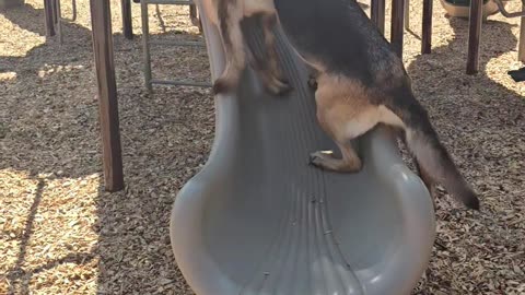 Dogs Determined To Climb Slide