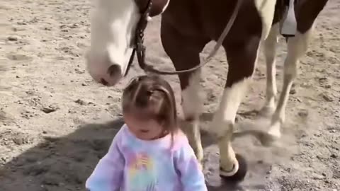 funny animals