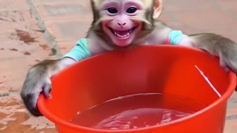 I Am Strong! Watch This Brave Baby Monkey in Action! 🐒💪