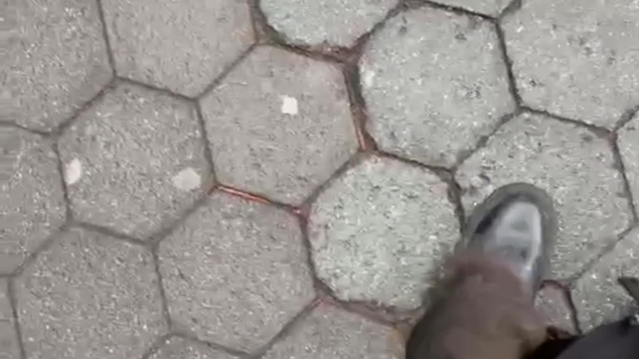 Princess Call Attracts Wild Squirrel
