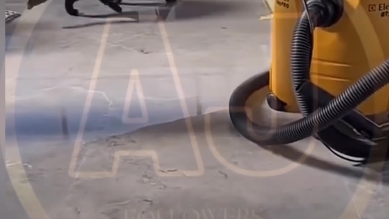 Funny animals video