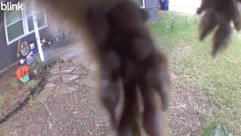 Squirrel Feet Block Camera Feed