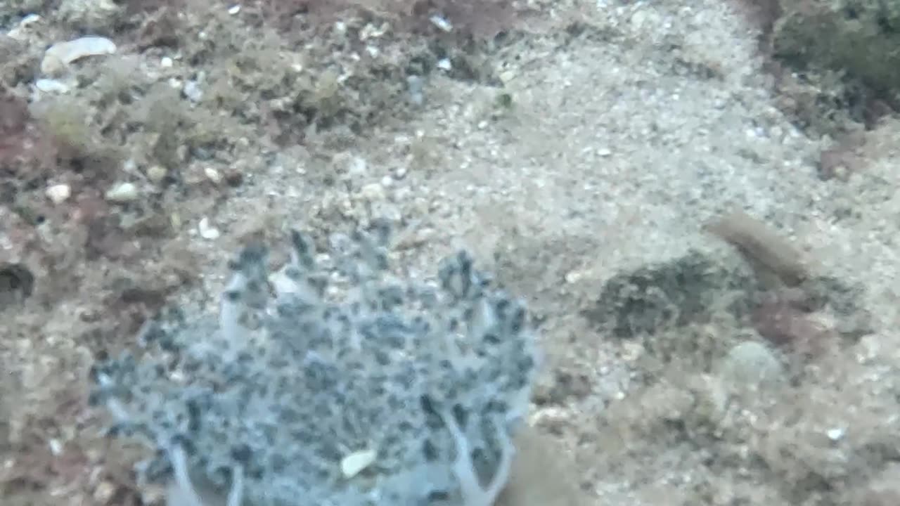 Morning Snorkeling!