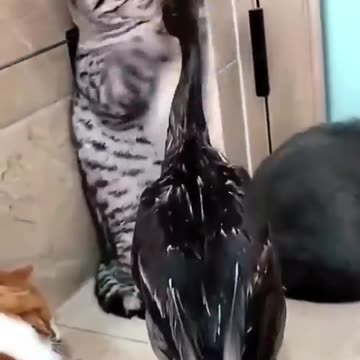 This Cat Just Discovered Zoomies – Chaos Ensues!