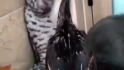 This Cat Just Discovered Zoomies – Chaos Ensues!